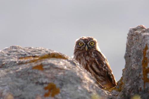 Rapace sull'isola dell'Asinara