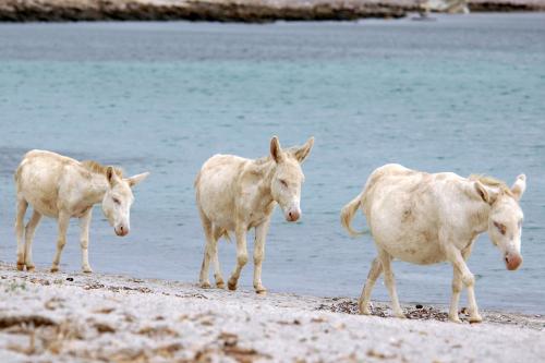 White donkey on the island of Asinara