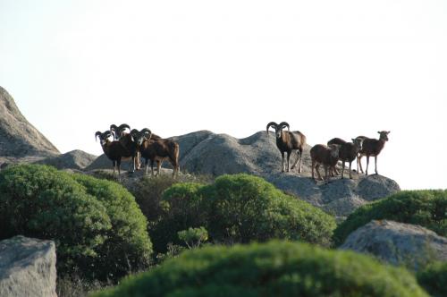 Mufloni sull'isola dell'Asinara
