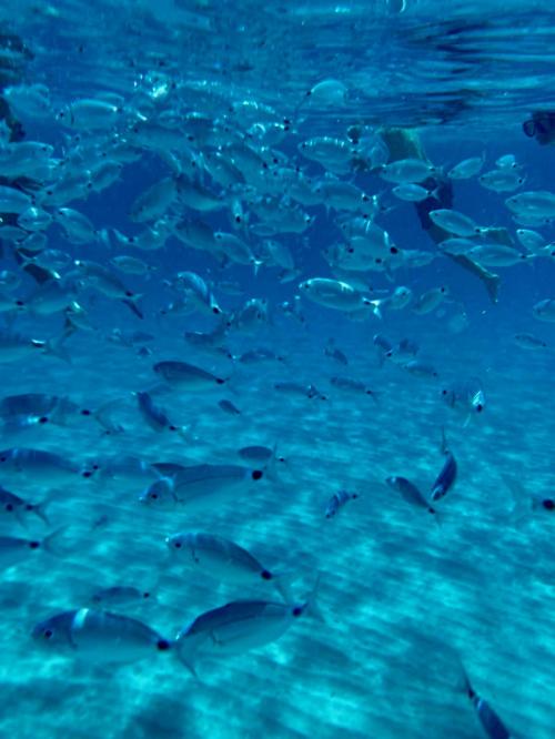 Peces en el mar de Teulada