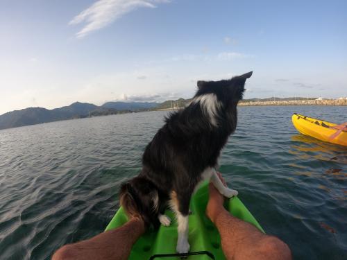 Hund auf dem Kajak in Kap Carbonara