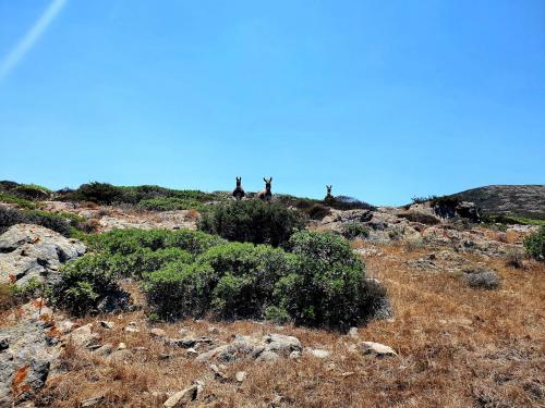 einheimische Esel im Asinara-Nationalpark