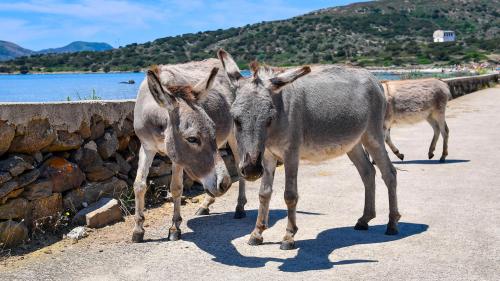 Two donkeys play in Asinara National Park
