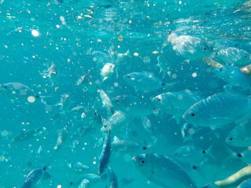 Pesci nuotano nell'acqua azzurra del Parco Nazionale dell'Asinara