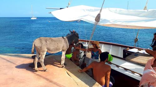 Esel im Asinara-Nationalpark am Hafen der Insel in der Nähe des Bootes