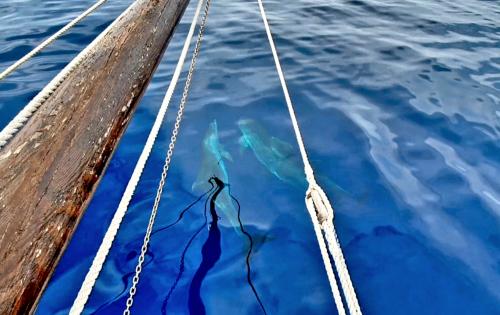 dolphins in the waters of the Gulf of Asinara