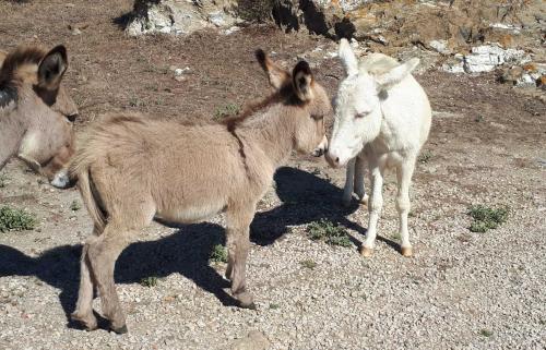 einheimische Esel im Asinara-Nationalpark