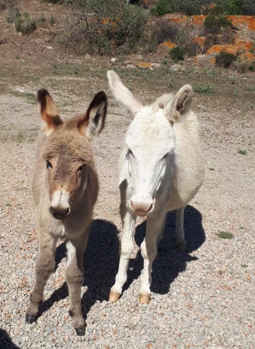 local donkeys in the Asinara National Park