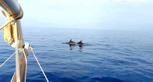 dolphins in the waters of the Gulf of Asinara