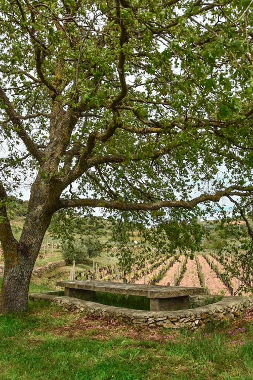 Olivenbaum und Reihen von Weintrauben im Weinberg