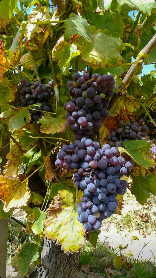 bunches of red grapes