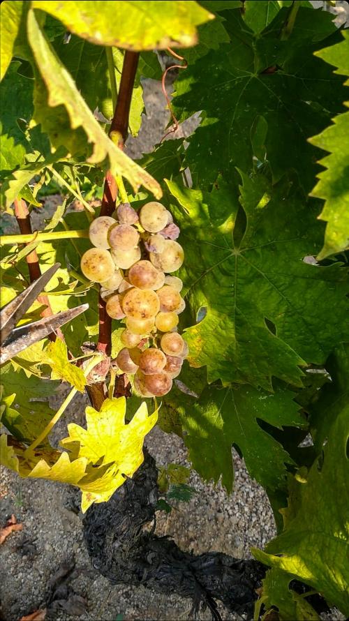 bunch of white grapes