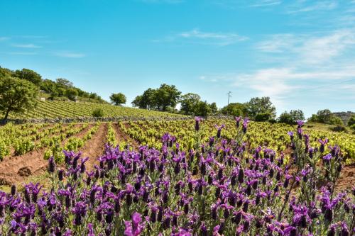 Blick auf die blühenden Reihen des Weinbergs des Weinguts Melis