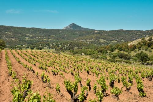 view of the vineyard rows and panorama of Mamoiada