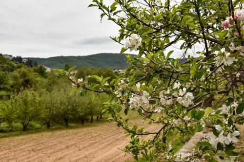 flowering tree in the vineyard