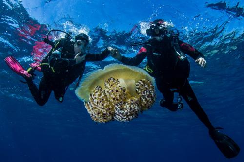 Coppia durante immersione con medusa