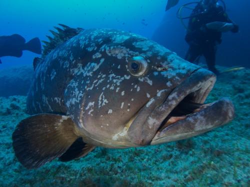 Pesce nel mare di Bosa