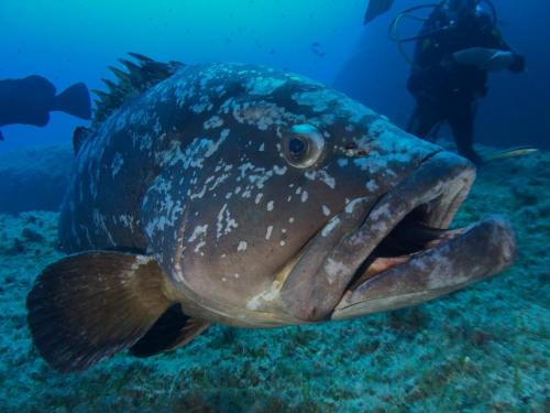 Fisch im Meer von Bosa