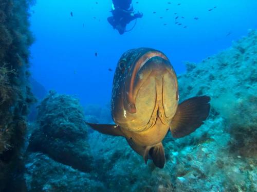 Fisch im Meer von Bosa