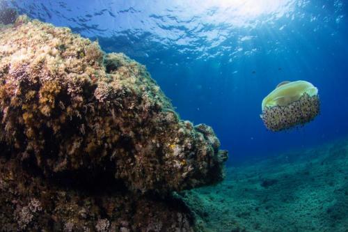 Méduse dans la mer de Bosa