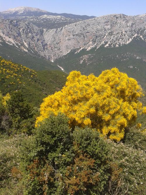 Natur in Gorropu