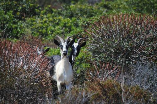 Mufloni all'Asinara