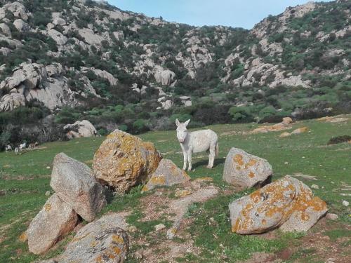 Âne blanc à l'Asinara