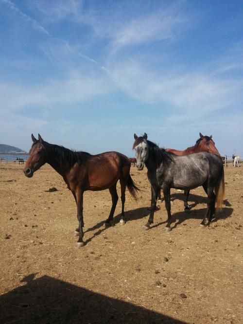 Wild horses at Asinara