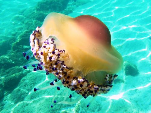 Jellyfish in the waters of Tavolara
