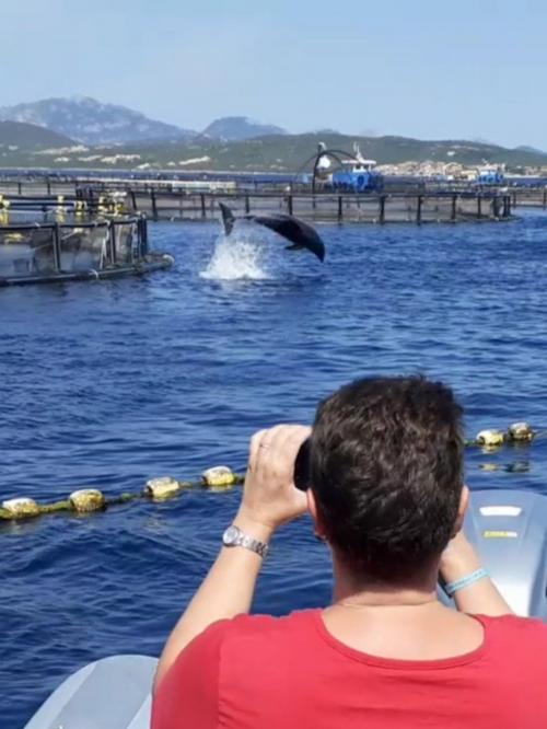 Delphin im Meer von Olbia, fotografiert von einem Wanderer während einer Tour