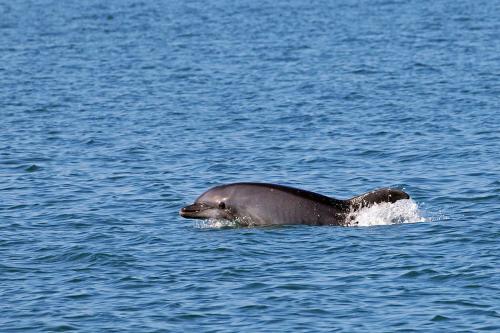 Delfines en la costa de Olbia