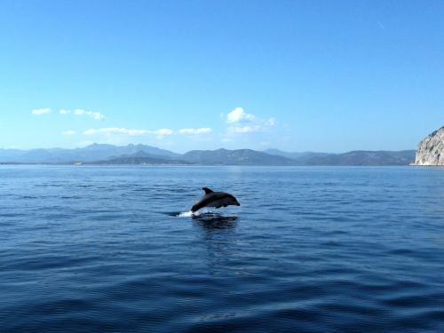 Delfino nel Golfo di Olbia
