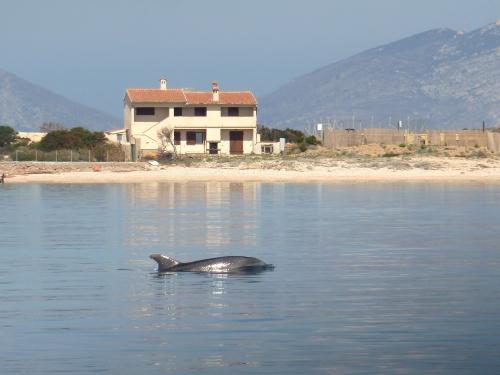 Delphin in der Küste von Olbia