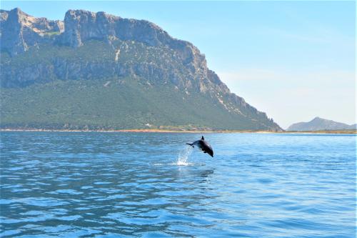 Tuffo di un delfino nel mare cristallino del Golfo di Olbia