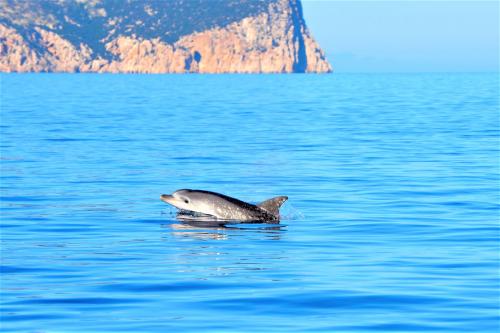 Delfin schwimmt in den Gewässern von Kap Figari