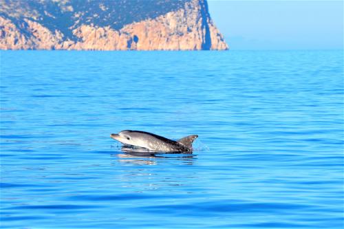 <p>Delfino nada en la costa de Olbia con el mar turquesa</p><p><br></p>