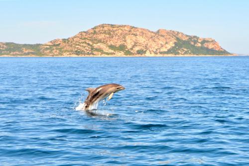 <p>Delfino swims on the coast of Olbia with turquoise sea</p><p><br></p>