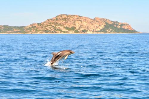 Delfino nuota nella costa di Olbia con mare turchese