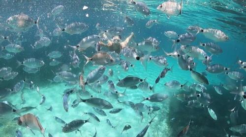 Fish in the Asinara sea