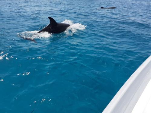 Encounter with dolphins on Figarolo island