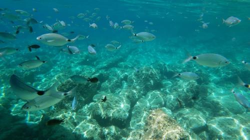 Occhiate nuotano nell'acqua azzurra del Parco di Porto Conte