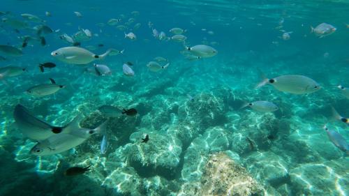 Eyeballs swim in the blue water of Porto Conte Park