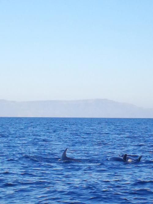 Dolphin watching on the coast of Alghero