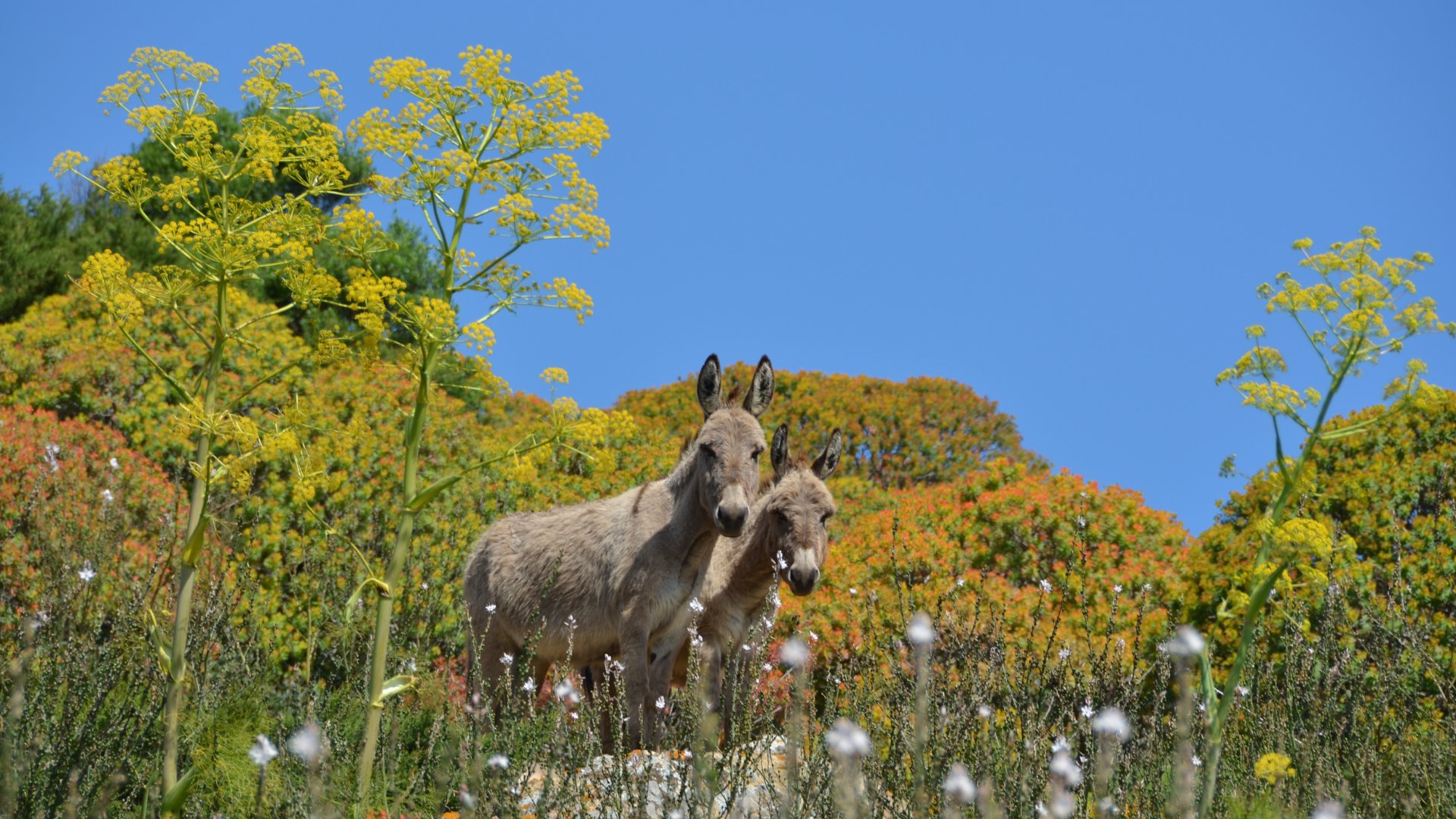 <p>Donkeys on the island of Asinara</p><p><br></p>