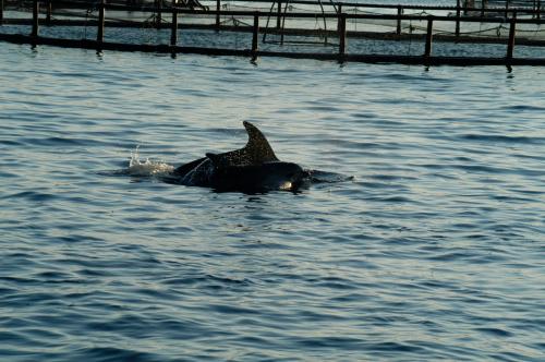 Dolphins in Golfo Aranci