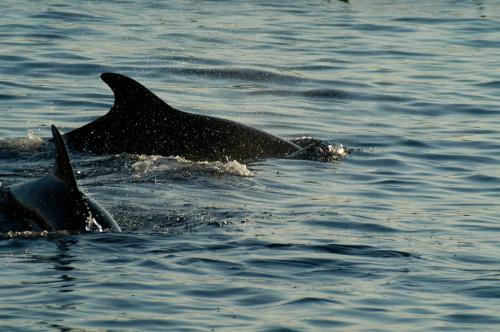 Delfinbeobachtung im Golfo Aranci