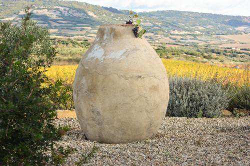 Amphora in the vineyard