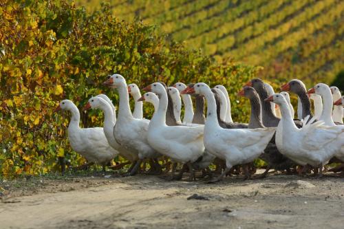 Ducks in the vineyard