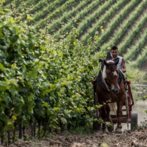 Uso de caballos para la tierra