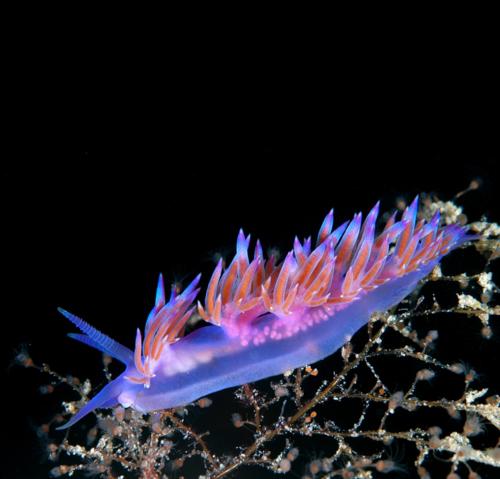 Flabellina